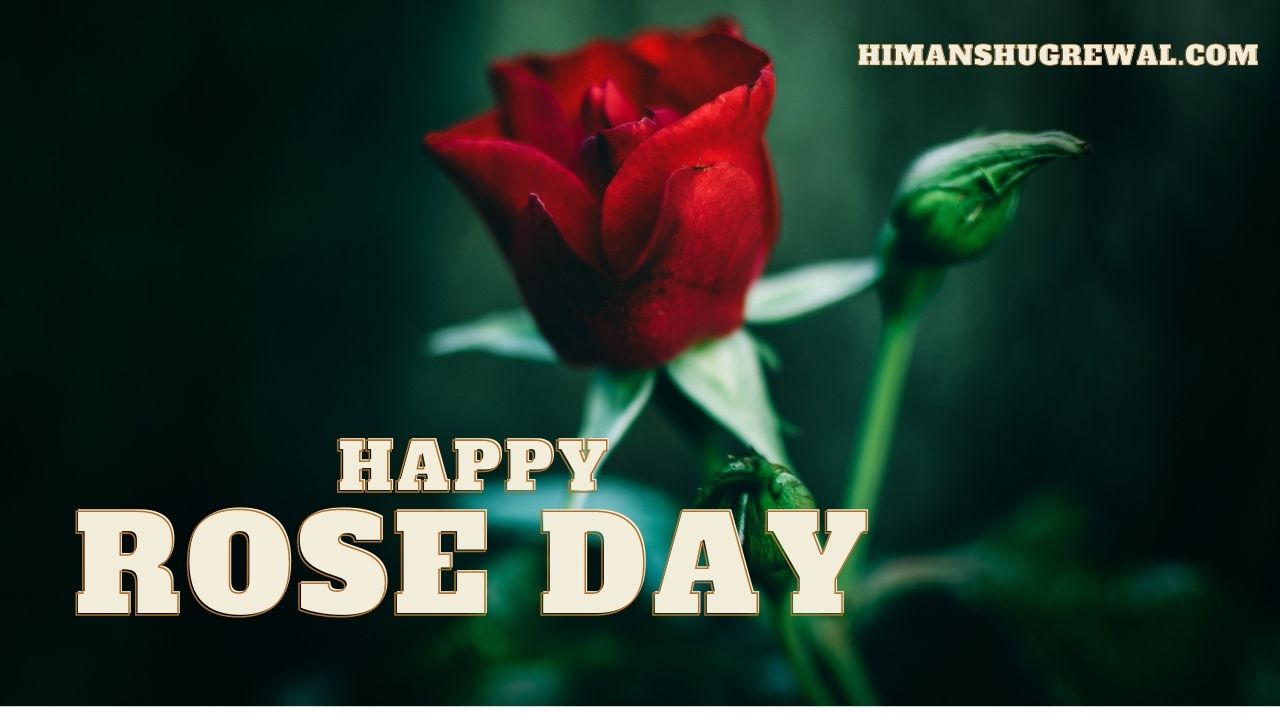 Happy Rose Day Images Download
